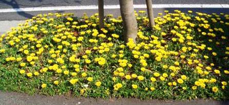 お花見日和・・・