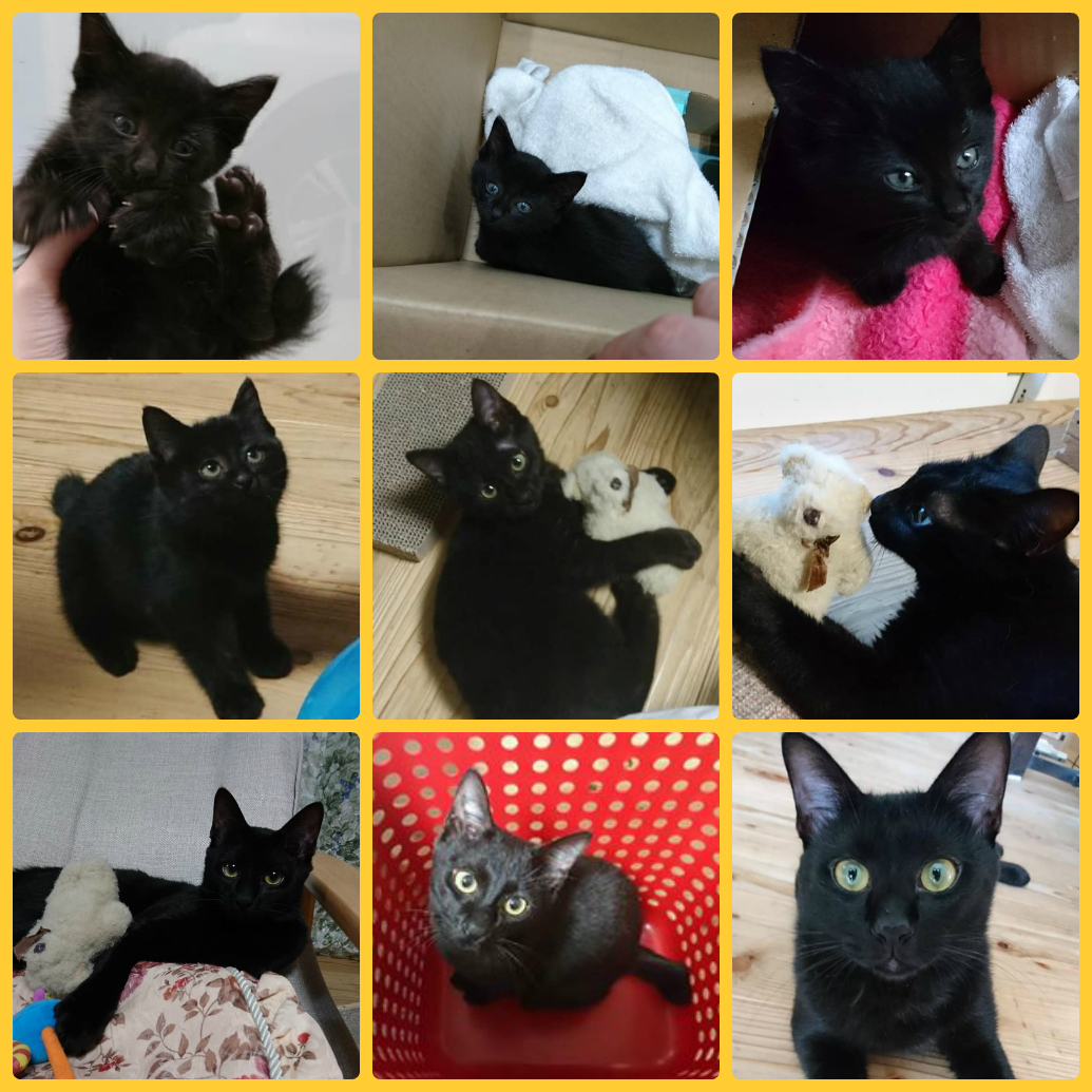 5008デモカーから救出された保護猫のおはなし