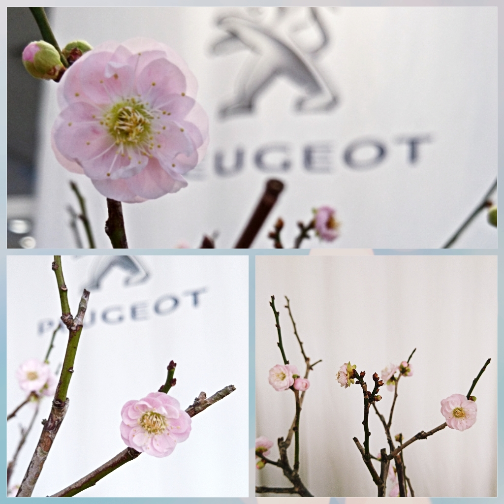 梅の花が咲きました！