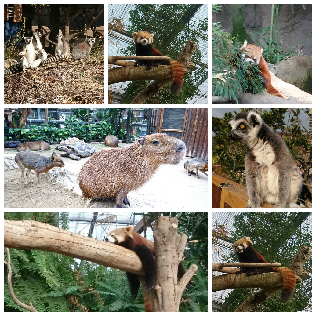 どうぶつ園