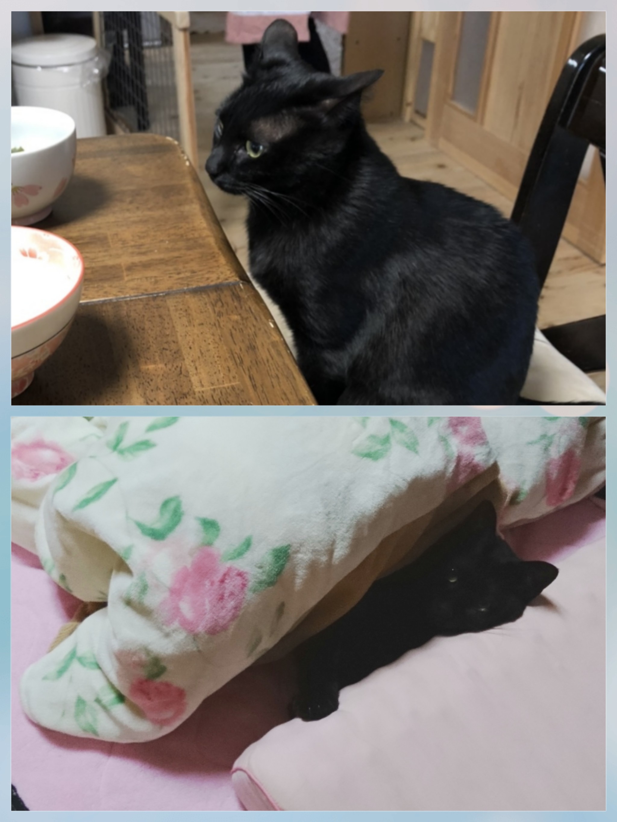飼い猫あるある
