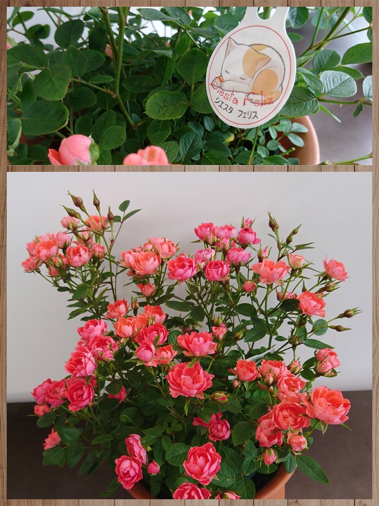 ショールームのお花