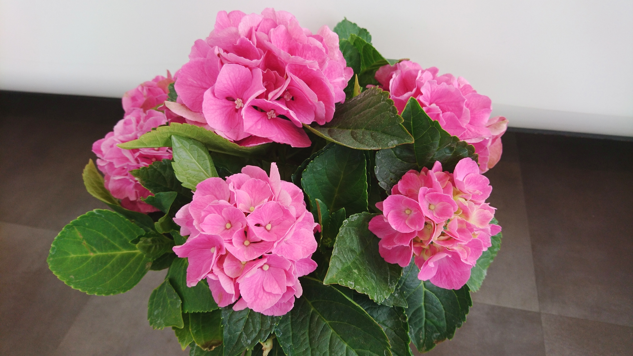 ショールームのお花